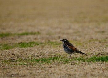 ツグミ 境川遊水地公園 2022年2月4日(金)