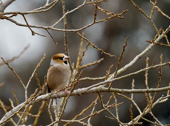 2022年2月4日(金) 境川遊水地公園の野鳥観察記録