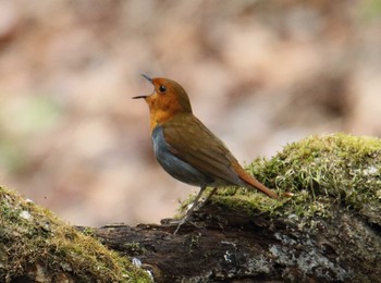 Japanese Robin Yanagisawa Pass Mon, 5/15/2017