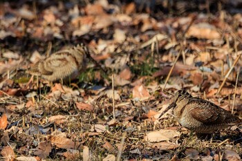 Eurasian Woodcock Maioka Park Mon, 1/31/2022