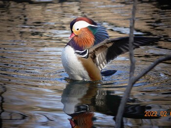 Mandarin Duck 埼玉県 Thu, 2/3/2022