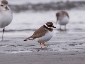 2022年2月4日(金) ふなばし三番瀬海浜公園の野鳥観察記録