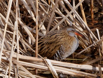 2022年2月3日(木) 柏尾川(神奈川県横浜市)の野鳥観察記録