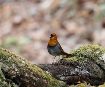 Japanese Robin Yanagisawa Pass Mon, 5/15/2017