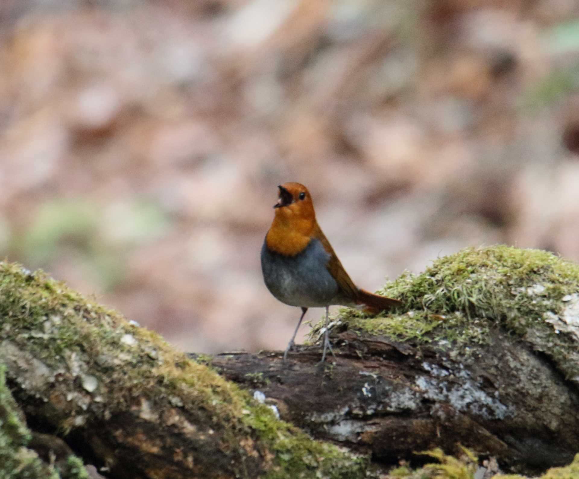 柳沢峠 コマドリの写真 by マイク