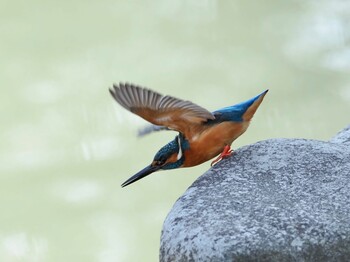 カワセミ 於大公園 2022年2月2日(水)