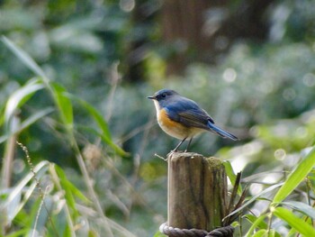 2022年2月4日(金) 座間谷戸山公園の野鳥観察記録