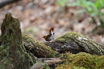 Japanese Robin Yanagisawa Pass Mon, 5/15/2017