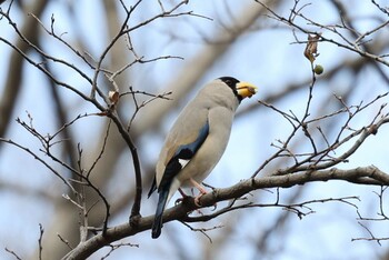 イカル 猪名川公園 2022年2月3日(木)