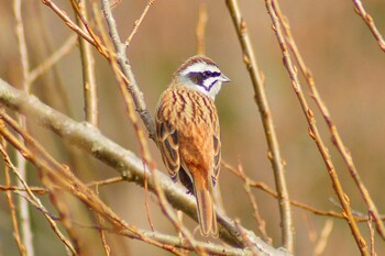 Meadow Bunting 21世紀の森と広場(千葉県松戸市) Fri, 2/4/2022