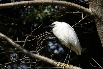 Little Egret 香椎宮 Fri, 2/4/2022