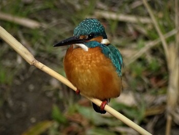 2022年2月4日(金) いたち川(横浜 本郷台)の野鳥観察記録