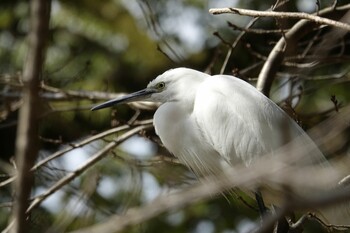 Little Egret 香椎宮 Fri, 2/4/2022