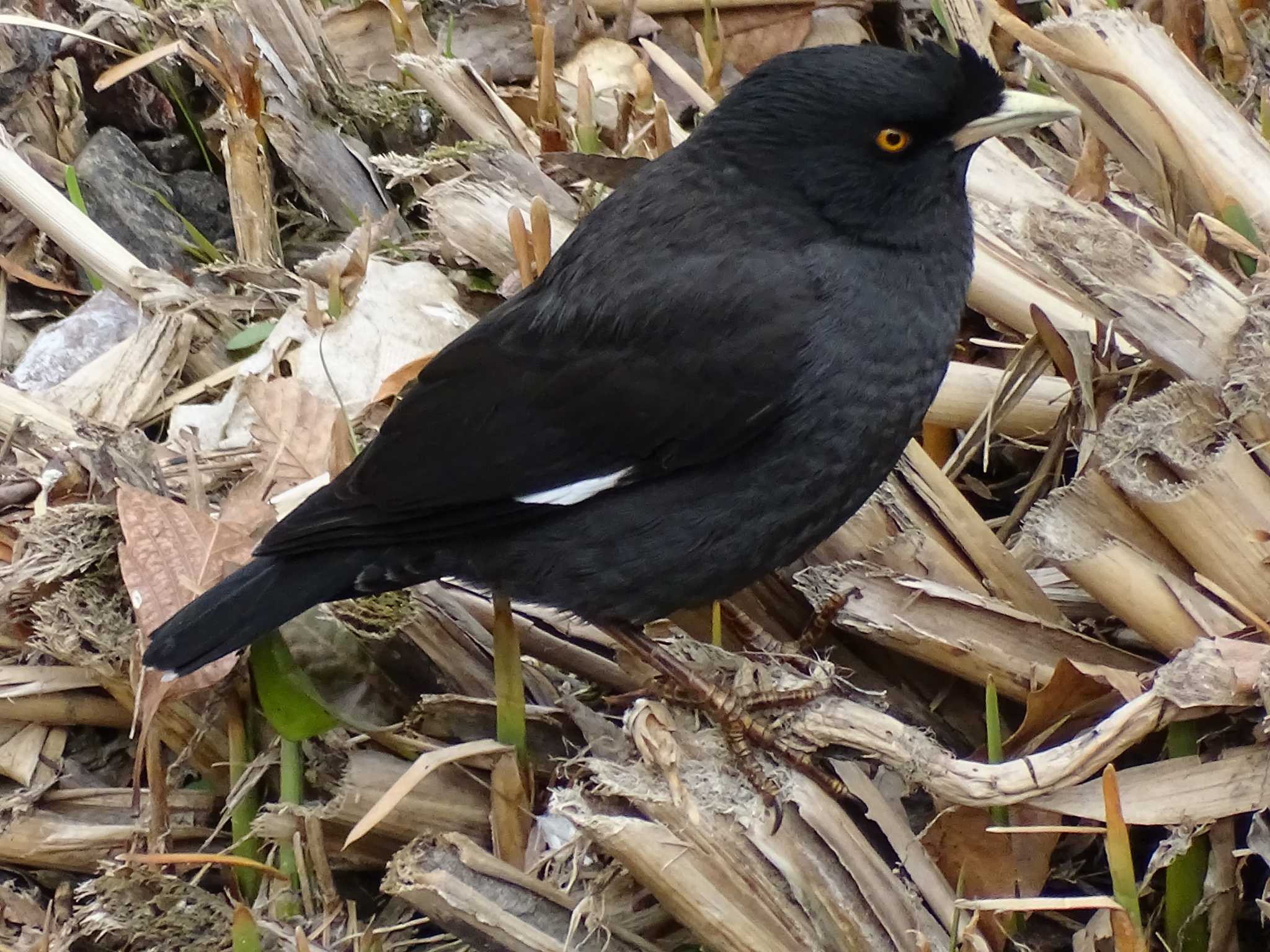 いたち川(横浜 本郷台) ハッカチョウの写真 by KAWASEMIぴー