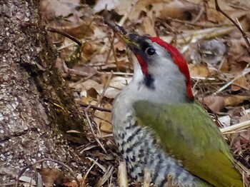 2022年2月4日(金) 舞岡公園の野鳥観察記録