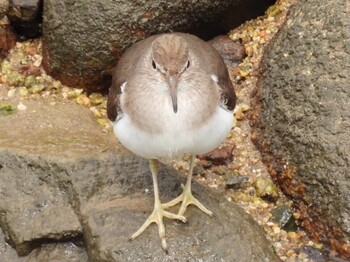 2022年1月29日(土) 広島県の野鳥観察記録