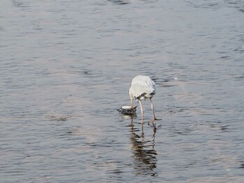 Grey Heron 淀川河川公園 Thu, 2/3/2022