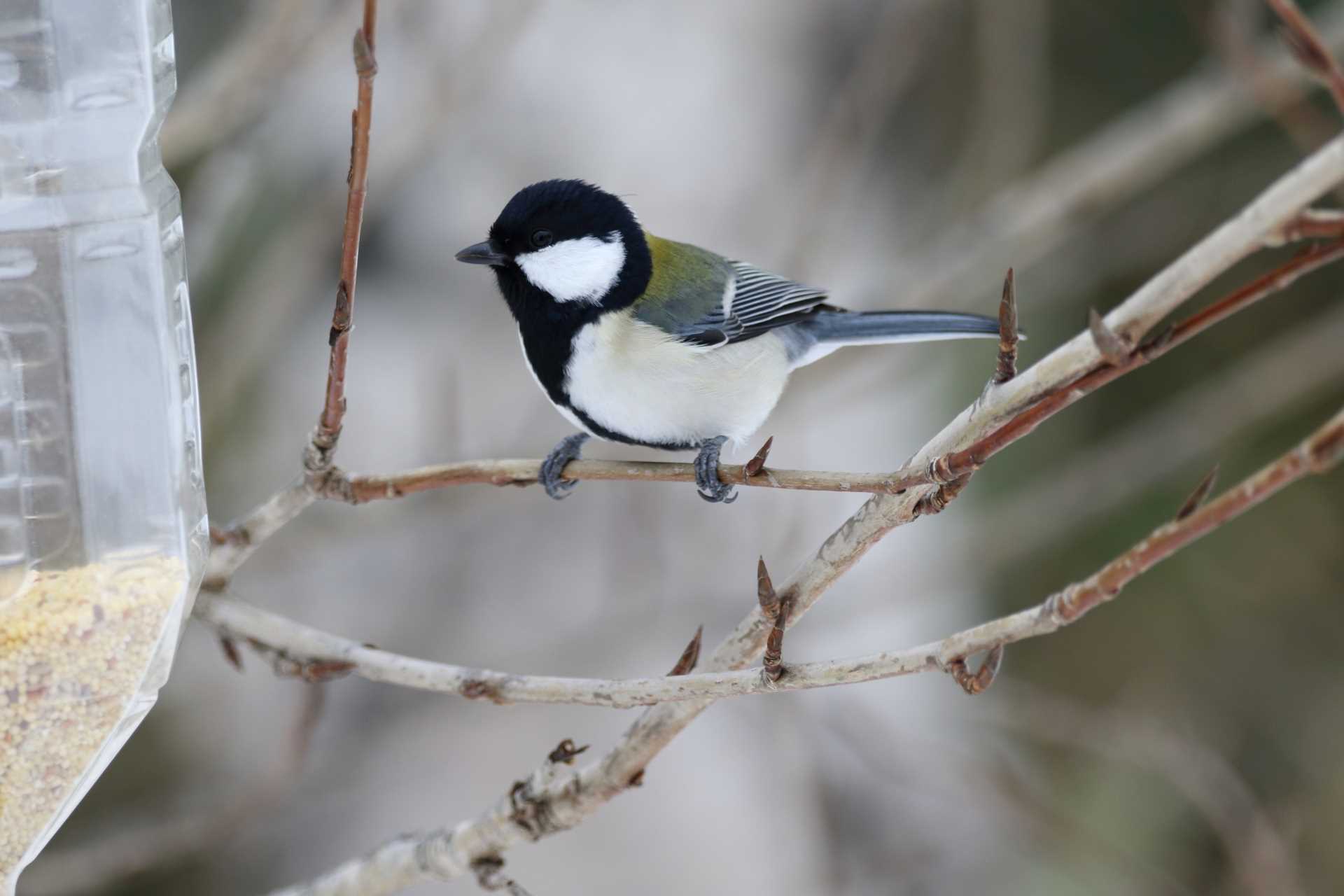 Photo of Japanese Tit at 根室市市民の森 by マイク