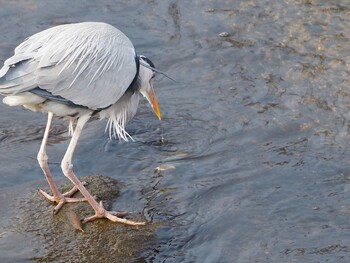 Grey Heron 淀川河川公園 Thu, 2/3/2022