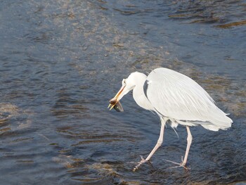 Grey Heron 淀川河川公園 Thu, 2/3/2022