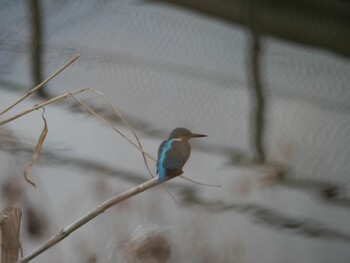 Common Kingfisher 東間門 Fri, 2/4/2022
