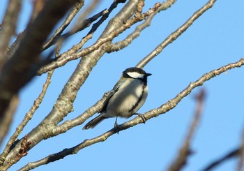 シジュウカラ 川越水上公園 2017年2月6日(月)