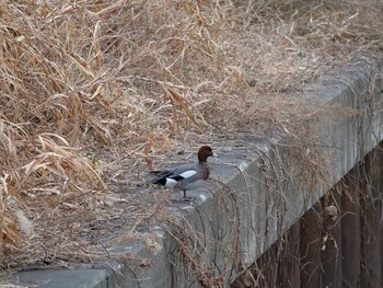 Eurasian Wigeon 東間門 Fri, 2/4/2022