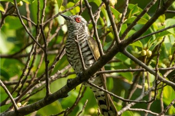 Little Bronze Cuckoo Jurong Lake Gardens Fri, 2/4/2022