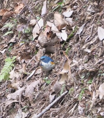 Red-flanked Bluetail 駿河平自然公園 Fri, 2/4/2022