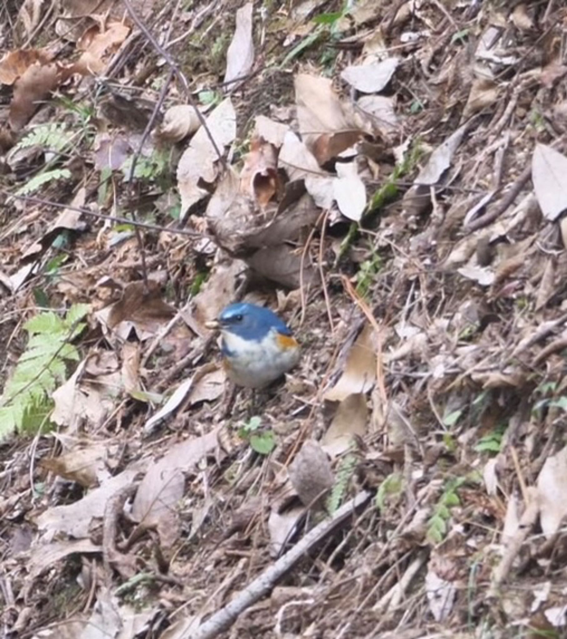 Photo of Red-flanked Bluetail at 駿河平自然公園 by km