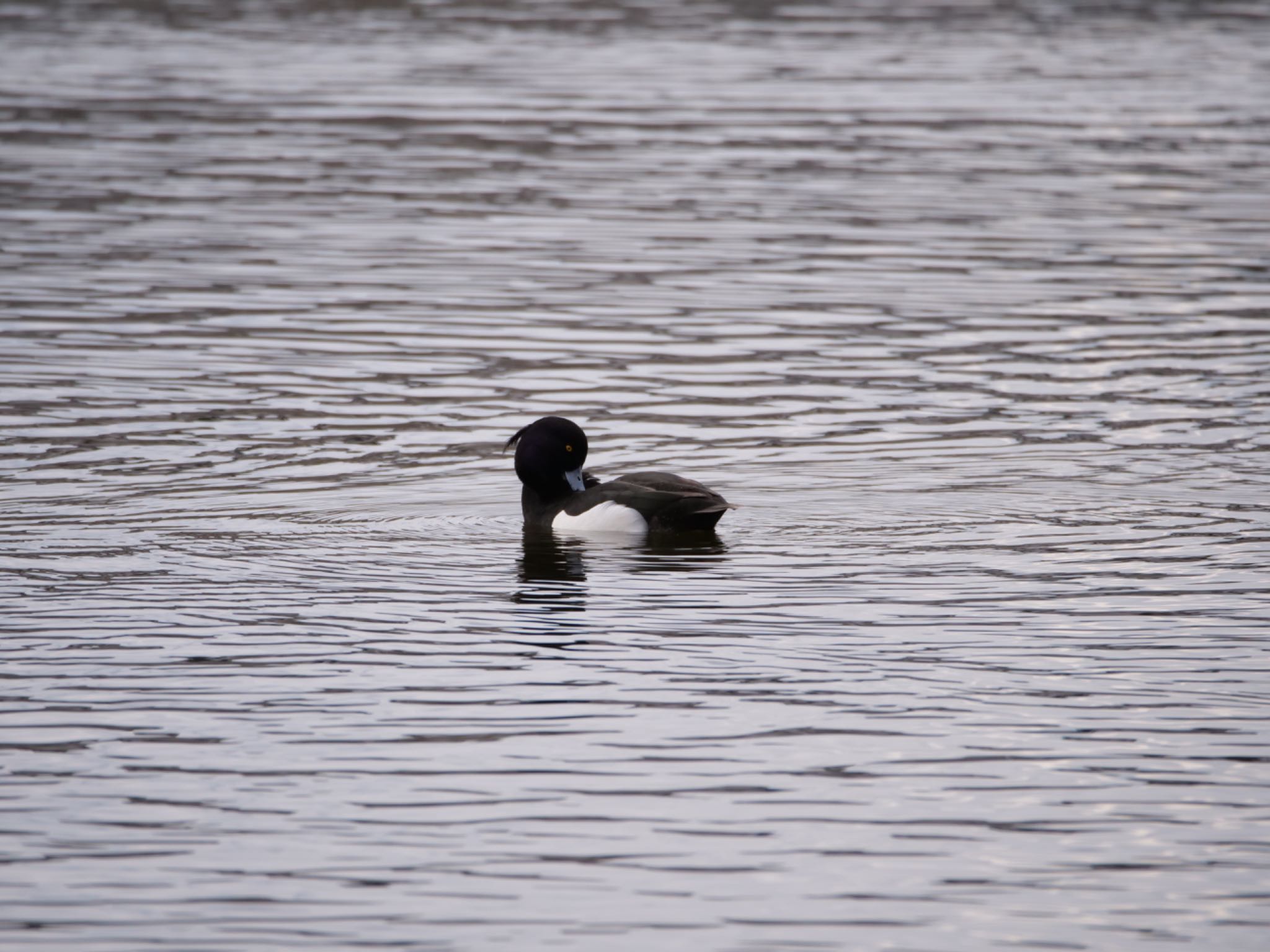 Photo of Tufted Duck at 門池公園(沼津市) by km