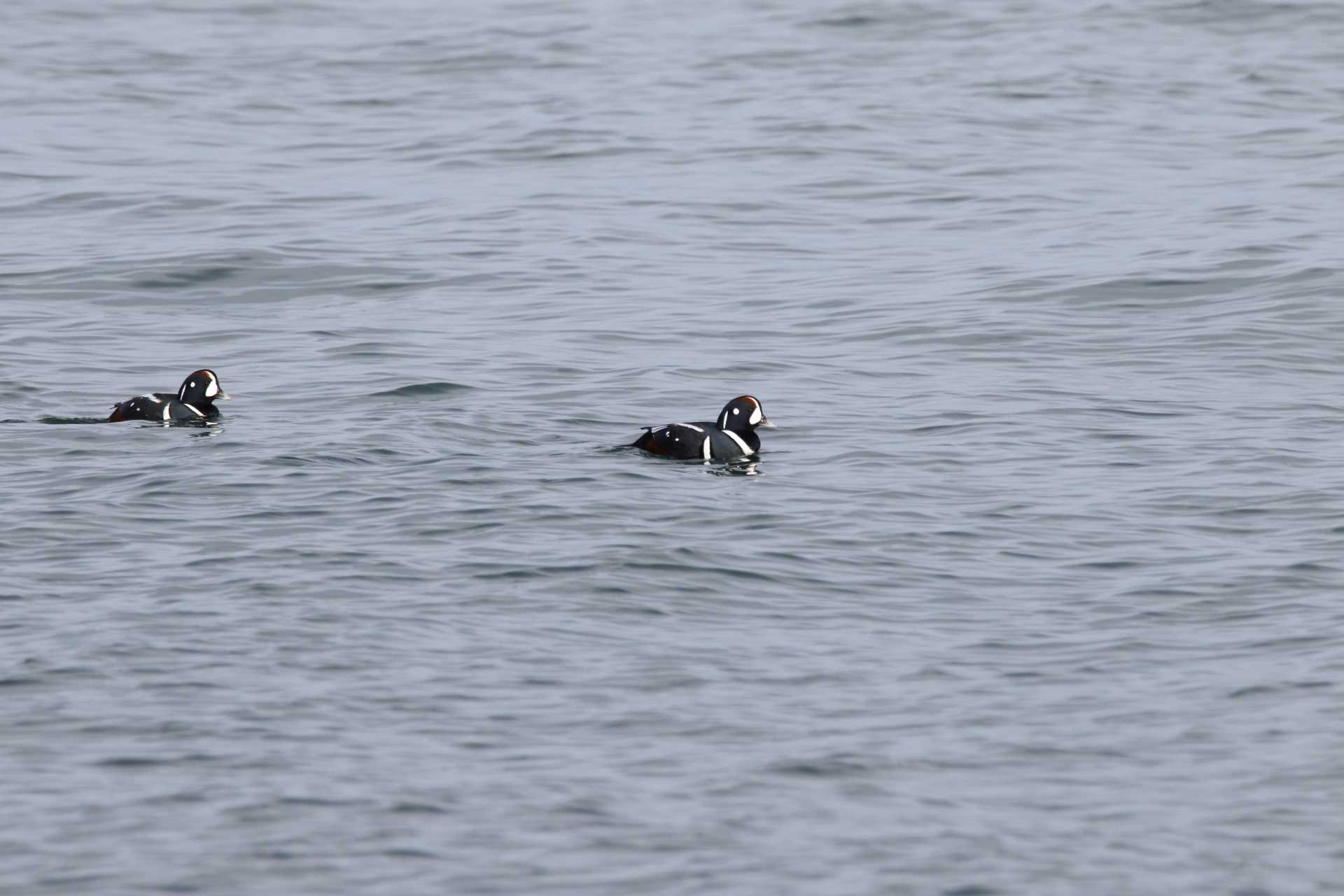 Photo of Harlequin Duck at 尾垈沼 by マイク