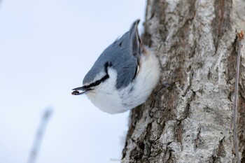 シロハラゴジュウカラ 大沼公園(北海道七飯町) 2022年1月31日(月)