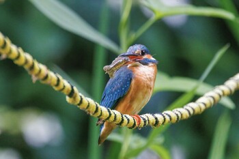 Common Kingfisher Machida Yakushiike Park Sun, 5/23/2021