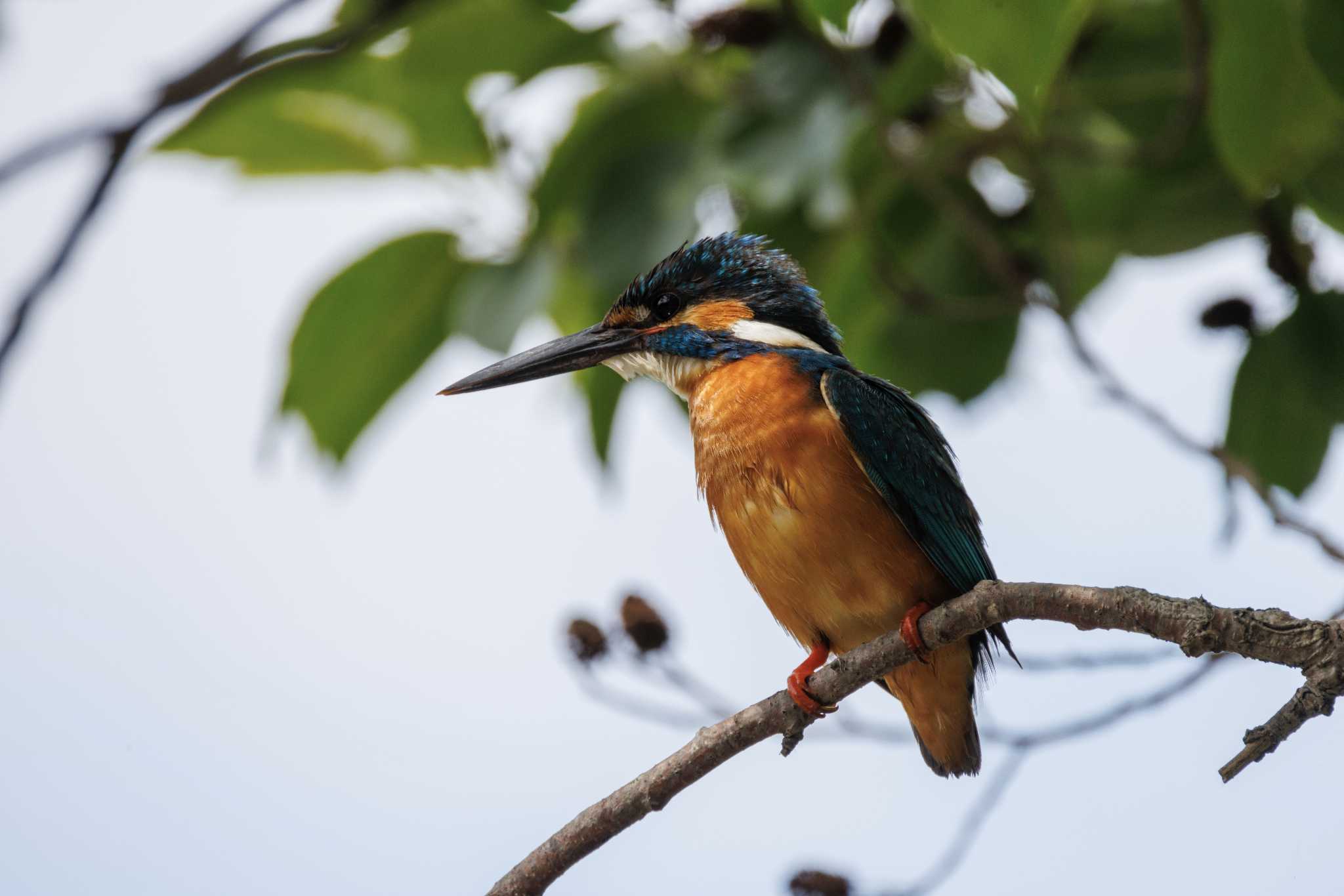 Photo of Common Kingfisher at Machida Yakushiike Park by ひできち