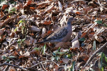 Oriental Turtle Dove Machida Yakushiike Park Sun, 1/16/2022