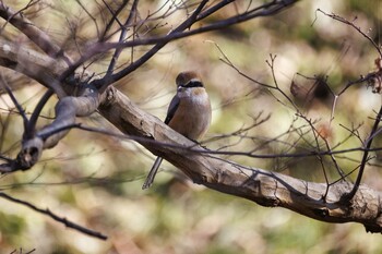 Bull-headed Shrike Machida Yakushiike Park Sun, 1/16/2022