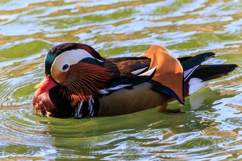 Mandarin Duck Machida Yakushiike Park Tue, 2/1/2022