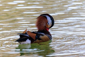 Mandarin Duck Machida Yakushiike Park Tue, 2/1/2022