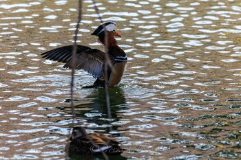 Mandarin Duck Machida Yakushiike Park Tue, 2/1/2022