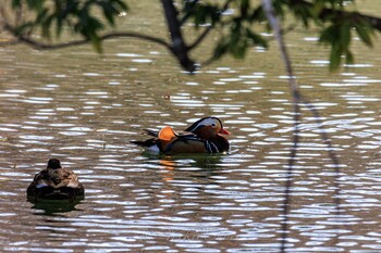 Mandarin Duck Machida Yakushiike Park Tue, 2/1/2022