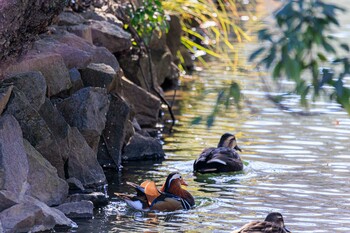 Mandarin Duck Machida Yakushiike Park Tue, 2/1/2022