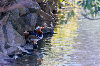 オシドリ 薬師池公園 2022年2月1日(火)