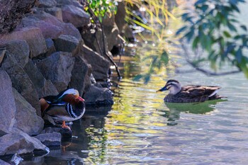 オシドリ 薬師池公園 2022年2月1日(火)