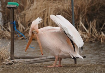 Great White Pelican 印旛沼 Sun, 1/30/2022