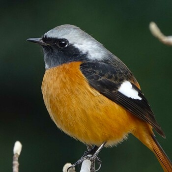 2022年2月4日(金) ロクハ公園(滋賀県草津市)の野鳥観察記録