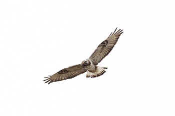 Rough-legged Buzzard 熊谷市 Sun, 1/30/2022