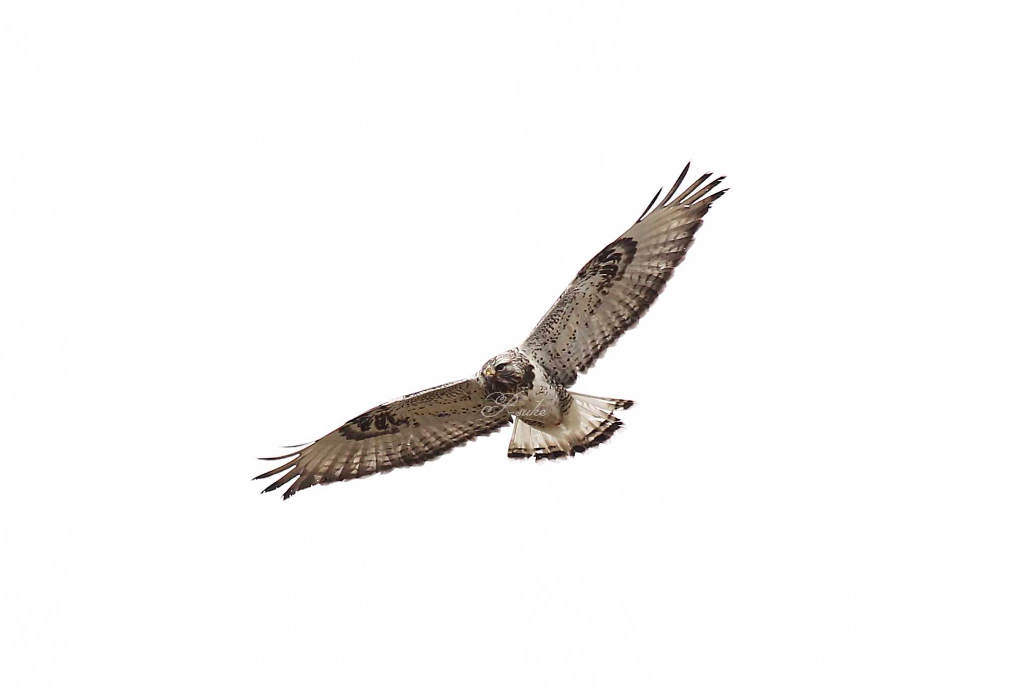 Photo of Rough-legged Buzzard at 熊谷市 by ピースケ