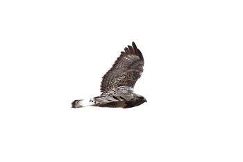 Rough-legged Buzzard 熊谷市 Sun, 1/30/2022