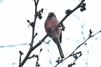 Siberian Long-tailed Rosefinch Hayatogawa Forest Road Wed, 2/2/2022